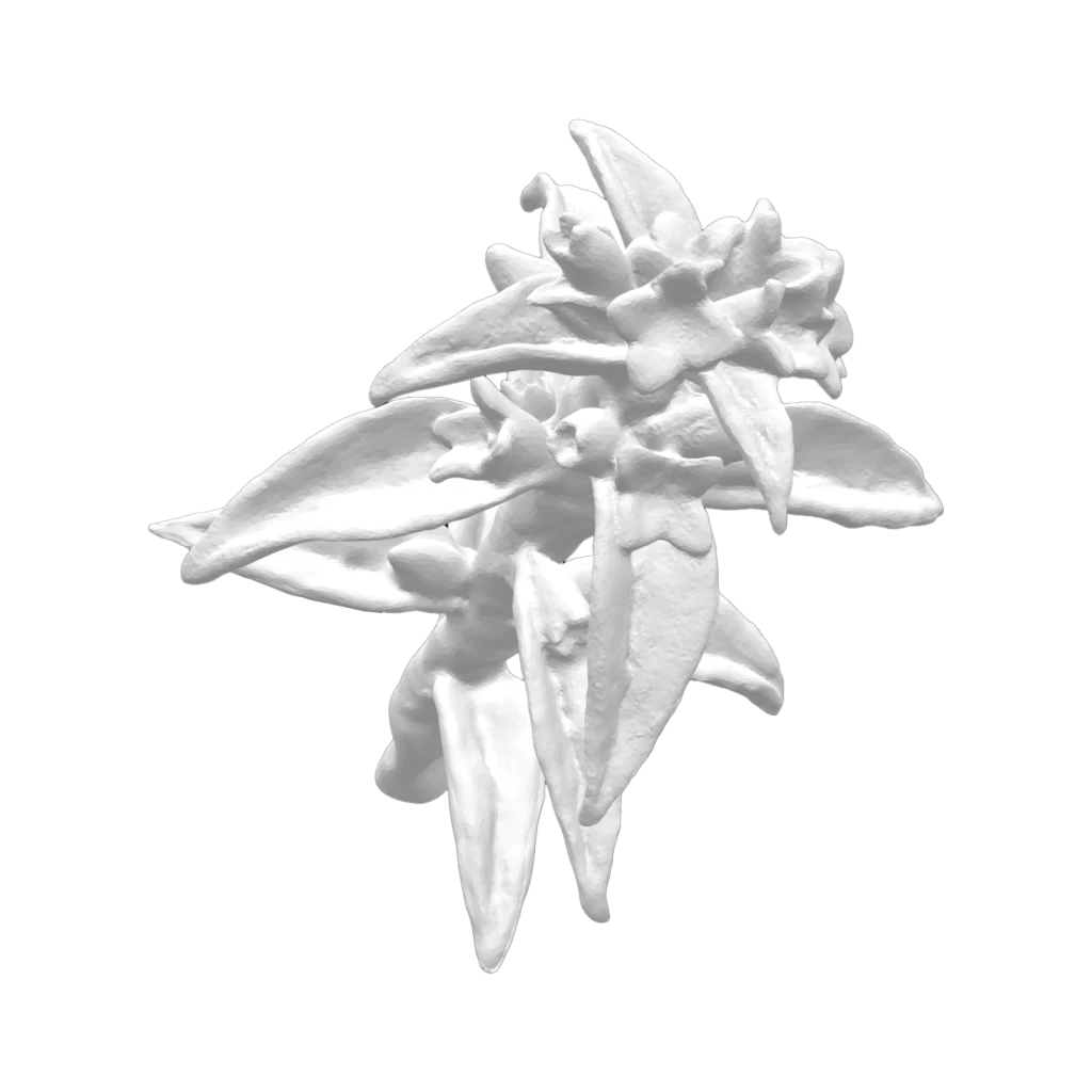 Kreuzblättrige Enzian